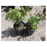 2) Serenade Elderberry