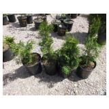 4) Emerald Green Arborvitae