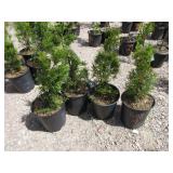 4) Emerald Green Arborvitae