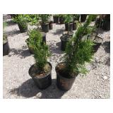 2) Emerald Green Arborvitae