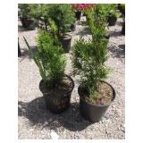 2) Emerald Green Arborvitae