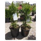 2) Emerald Green Arborvitae