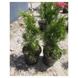 2) Emerald Green Arborvitae