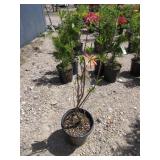 1) Golden Lights Azalea