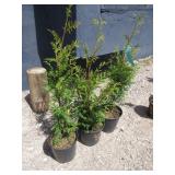 3) Western Red Cedar