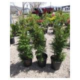 3) Western Red Cedar