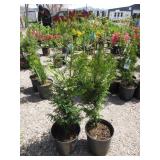 2) Western Red Cedar