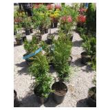 2) Western Red Cedar