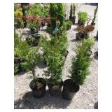 3) Western Red Cedar