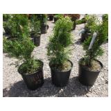 3) Emerald Green Arborvitae