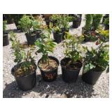 4) Oregon Grape Plants