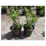 2) Serenade Elderberry Plants