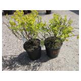 2) Physocarpos Nugget Ninebark