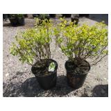 2) Physocarpos Nugget Ninebark