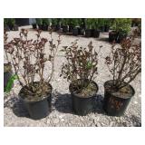 3) Red Barron Ninebark