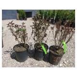 3) Red Barron Ninebark