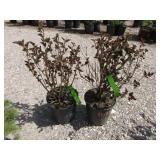 2) Red Barron Ninebark