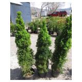 3) Green Cypress