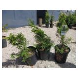 3) Emerald Green Arborvitae