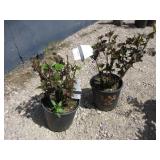 2) Diabolo Eastern Ninebark