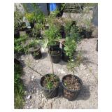 2) Weeping Forsythia