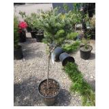 1) Dwarf Globe Blue Spruce