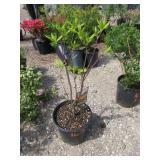 1) Golden Lights Azalea