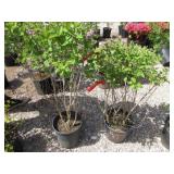 2) Josee Dwarf Lilac