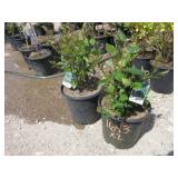 2) Hedge Cotoneaster