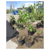 2) Cornelian Cherry Dogwood