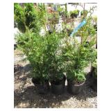 3) Western Red Cedars