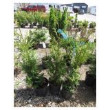 3) Western Red Cedars