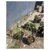 2) Weeping Forsythia