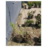 2) Weeping Forsythia