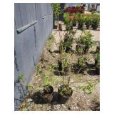 2) Weeping Forsythia