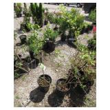 2) Weeping Forsythia