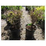 2) Azalea "Elsie Lee"