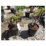 2) Azalea "Elsie Lee"