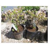 2) Azalea "Elsie Lee"