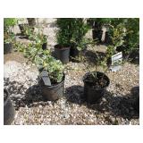 2) Varigated English Holly