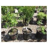 3) Legacy Blueberry Plants