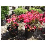 2) Azalea Hybrid "Girard Pin"