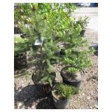 3) Coloardo Spruce Trees