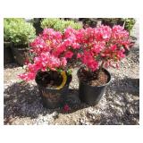 2) Azalea Hybrid "Girard Pin"
