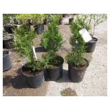 3) Emerald Green Arborvitae