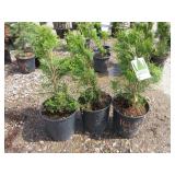3) Emerald Green Arborvitae