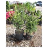 2) Colorado Spruce Trees