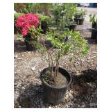 1) Serenade Elderberry