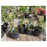 4) Serenade Elderberry