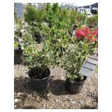 2) Variegated English Holly